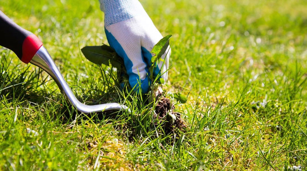 TechDogs-"Naware Uses Tech And Steam For Chemical-Free Weed Control"-"An Image Showing Lawn Weed Removal"